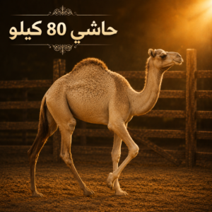 لحمة الحاشي طازجة