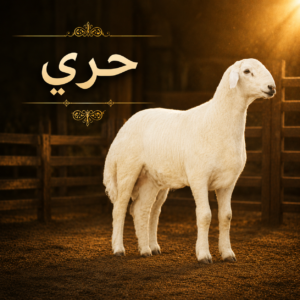 حري بلدي